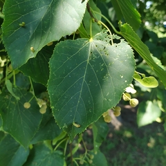 Tilia americana americana