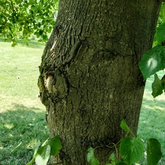 Tilia americana americana