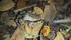 Physalaemus albifrons