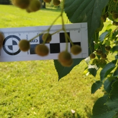 Tilia americana americana