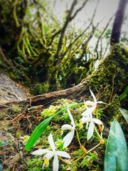 Coelogyne viscosa