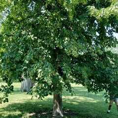 Tilia americana americana