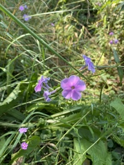 Phlox glaberrima interior