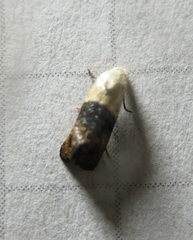Eugnosta erigeronana