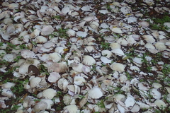 Pecten novaezelandiae