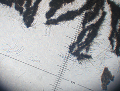 Resupinatus alboniger