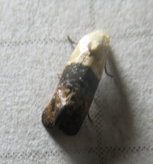 Eugnosta erigeronana