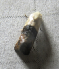 Eugnosta erigeronana