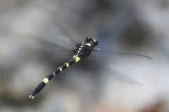 Phyllogomphoides insignatus