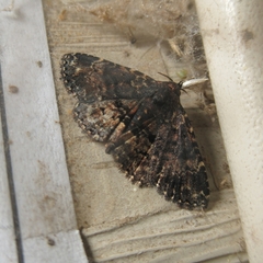 Metalectra diabolica