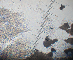 Resupinatus alboniger