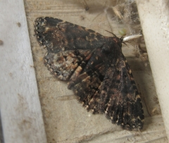 Metalectra diabolica