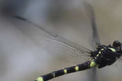 Phyllogomphoides insignatus