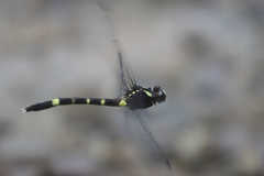 Phyllogomphoides insignatus