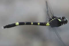 Phyllogomphoides insignatus