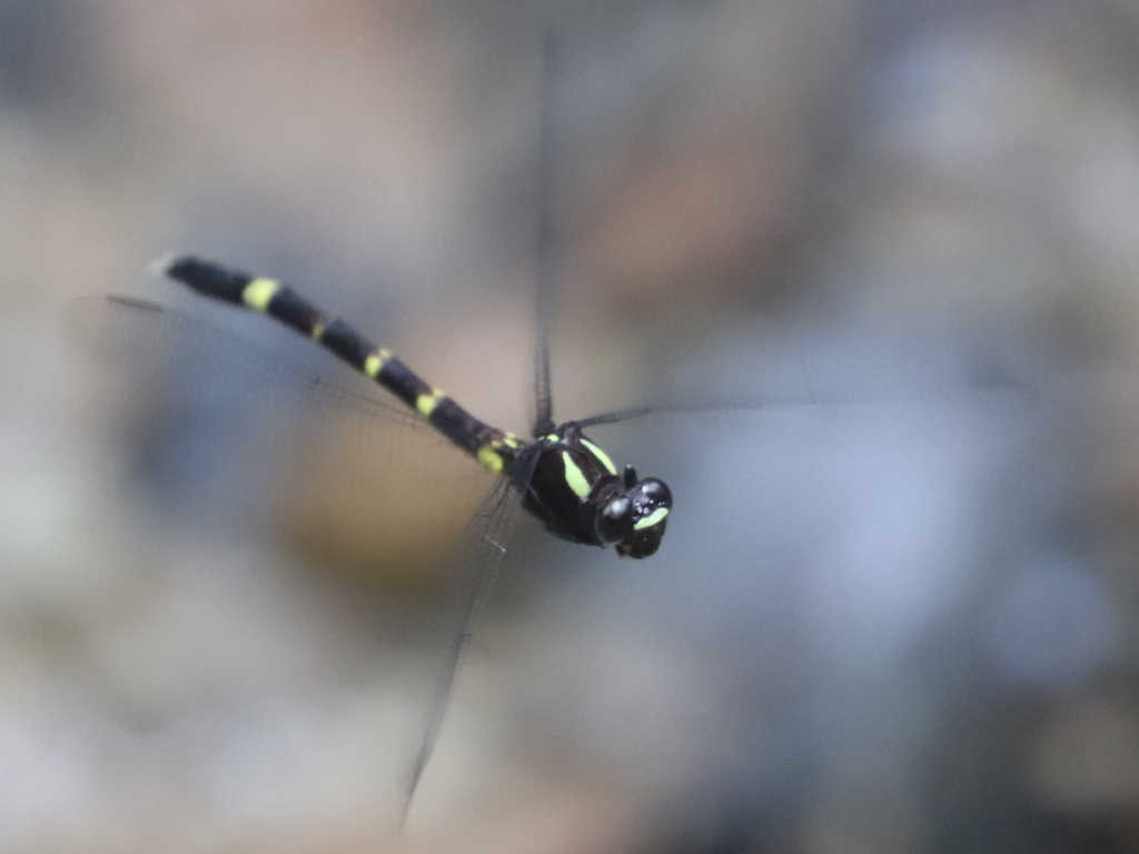 Dark-shouldered Leaftail