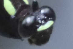 Phyllogomphoides insignatus