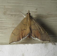 Sericoplaga externalis