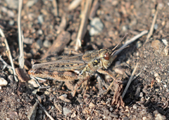 Melanoplus kennicottii