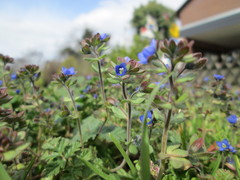 Veronica triphyllos