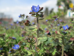 Veronica triphyllos