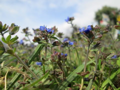 Veronica triphyllos