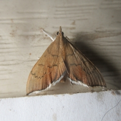 Sericoplaga externalis