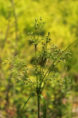 Scirpus expansus
