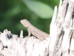 Sceloporus edbelli