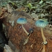 炫藍蘑菇 - Photo 由 Anthony McCaughan 所上傳的 (c) Anthony McCaughan，保留部份權利CC BY-NC