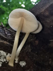 Pluteus semibulbosus