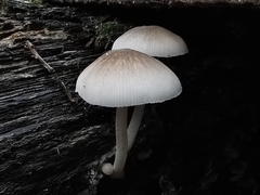 Pluteus semibulbosus