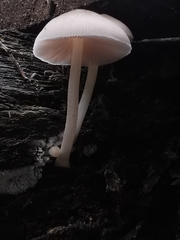 Pluteus semibulbosus