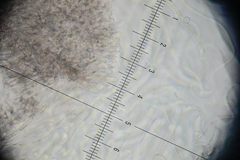 Resupinatus alboniger