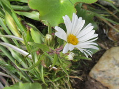 Dolichoglottis scorzoneroides