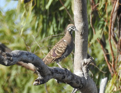 Geophaps scripta