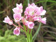 Erica cubica