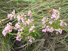 Erica cubica