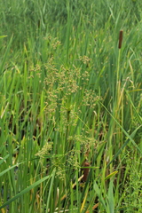 Scirpus expansus