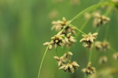 Scirpus expansus