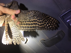 Caprimulgus vexillarius