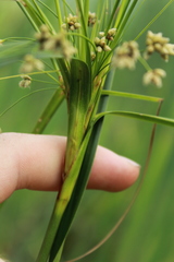 Scirpus expansus