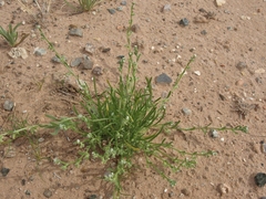 Pectocarya heterocarpa