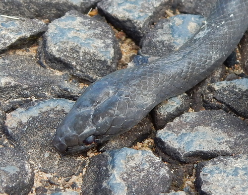 Elaiophis inornatus