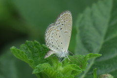 Zizula hylax pygmaea