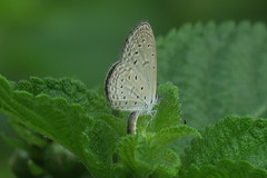 Zizula hylax pygmaea