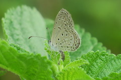 Zizula hylax pygmaea
