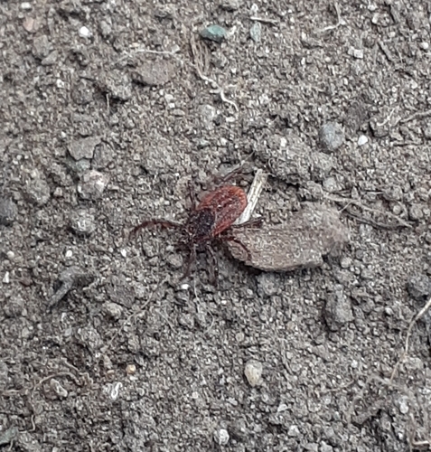 photo of Western Black-legged Tick (Ixodes pacificus)