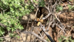 Melanoplus glaucipes