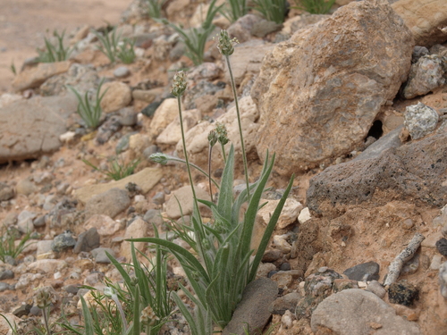 Desert Plantain